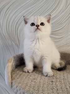 Британские котята (4 фото из 10)