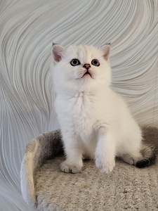 Британские котята (6 фото из 10)