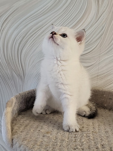Британские котята (7 фото из 10)
