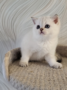 Британские котята (8 фото из 10)
