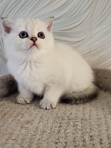 Британские котята (10 фото из 10)