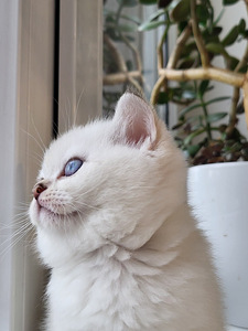 Британские котята (5 фото из 10)