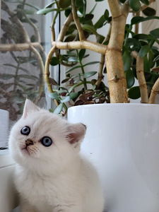 Британские котята (9 фото из 10)