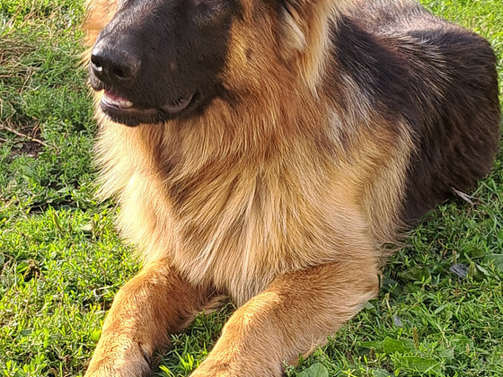 Saksa lambakoer