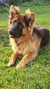 Saksa lambakoer (1 foto / 1)