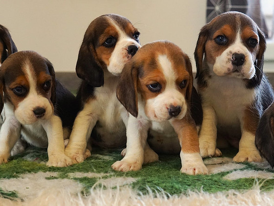 Beagle puppies