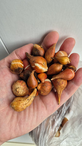 Tulbisibulad noor (2 фото из 4)