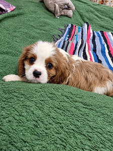 Cavalier King Charlesin spanielin pennut. 28.09.2026 (7 valokuva sivusta 10)