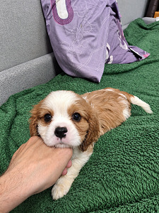 Cavalier King Charlesin spanielin pennut. 28.09.2026 (3 valokuva sivusta 10)