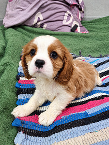 Cavalier King Charlesin spanielin pennut. 28.09.2026 (2 valokuva sivusta 10)