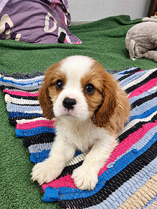 Cavalier King Charlesin spanielin pennut. 28.09.2026 (8 valokuva sivusta 10)