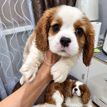 Cavalier King Charlesin spanielin pennut. 28.09.2026