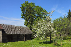 Vana-Paali, Saikla, Saaremaa vald, Saaremaa (15 foto / 17)