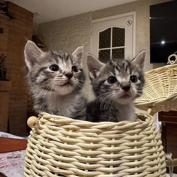 Котята