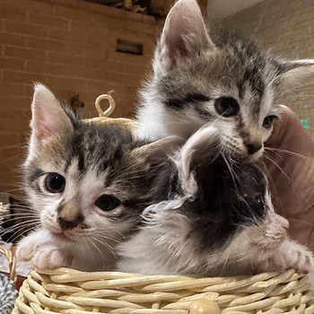 Котята