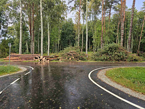 Брёвна сосновые (3 фото из 3)