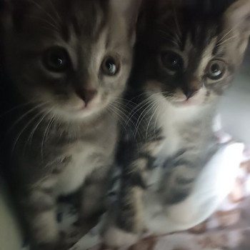 Милые котята ищут новый дом!