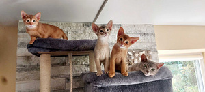 Abyssinian kittens (1 foto / 6)