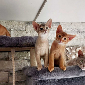 Абиссинские котята