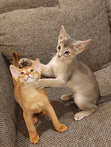 Abyssinian kittens (2 foto / 6)