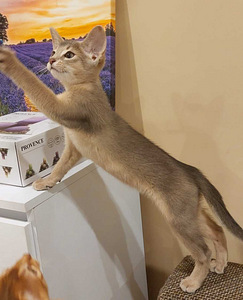 Abyssinian kittens (3 foto / 6)