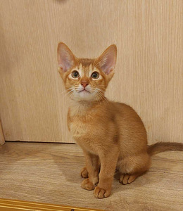 Abyssinian kittens (4 foto / 6)