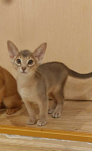 Abyssinian kittens (5 foto / 6)