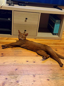 Abyssinian kittens (6 foto / 6)