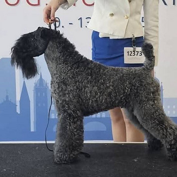 Kerri blue terrier