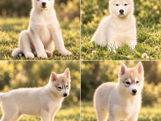 Siberi husky kutsikad, sündinud 27.07.2026.