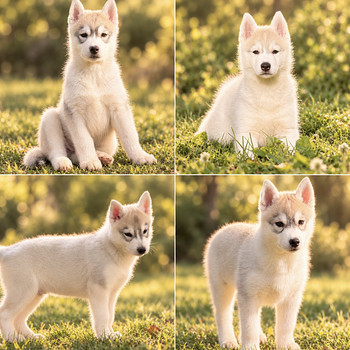 Siberi husky kutsikad, sündinud 27.07.2026.