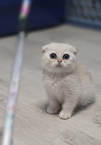 Scottish Fold (1 foto / 1)