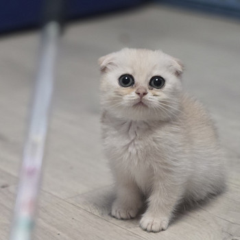 Scottish Fold