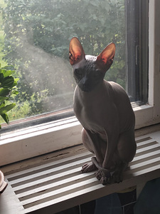 Донская кошечка ищет жениха. (3 фото из 3)