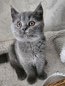 Британский котёнок (1 фото из 6)