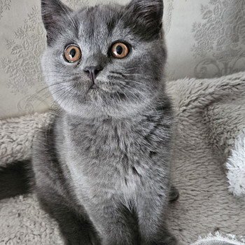Британский котёнок