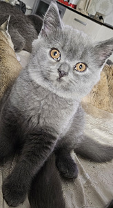 Британский котёнок (2 фото из 6)