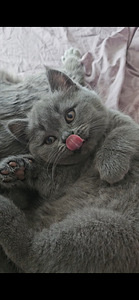 Британский котёнок (4 фото из 6)