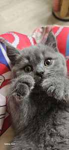 Британский котёнок (5 фото из 6)