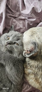 Британский котёнок (6 фото из 6)