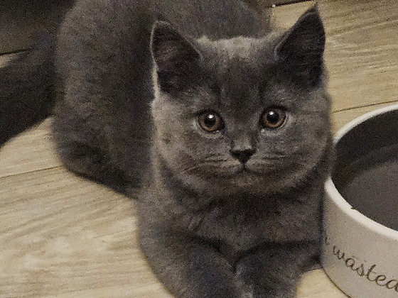 Британский котёнок