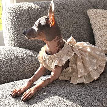 American naked terriers