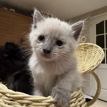 Котята