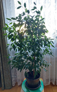 Фикус (2 фото из 2)