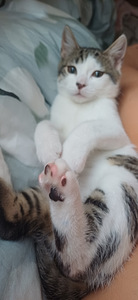 Ära anda emane kiisupoeg (1 foto / 4)