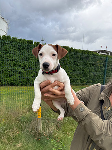 Jack Russelli terjer (1 foto / 6)