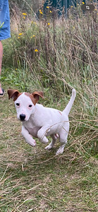 Jack Russelli terjer (2 foto / 6)
