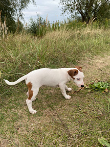 Jack Russelli terjer (3 foto / 6)