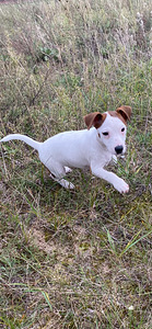 Jack Russelli terjer (4 foto / 6)