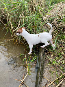 Jack Russelli terjer (5 foto / 6)